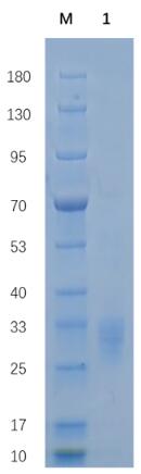 Reducing 12% SDS-PAGE analysis profile of purified GZMB (CBB stained).